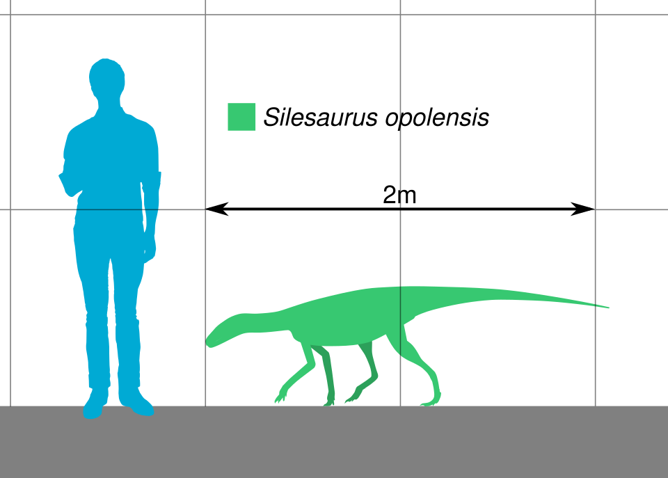 File:Silesaurus Scale.svg