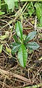 Seedling (Guam)