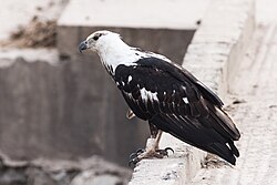 Juvenile