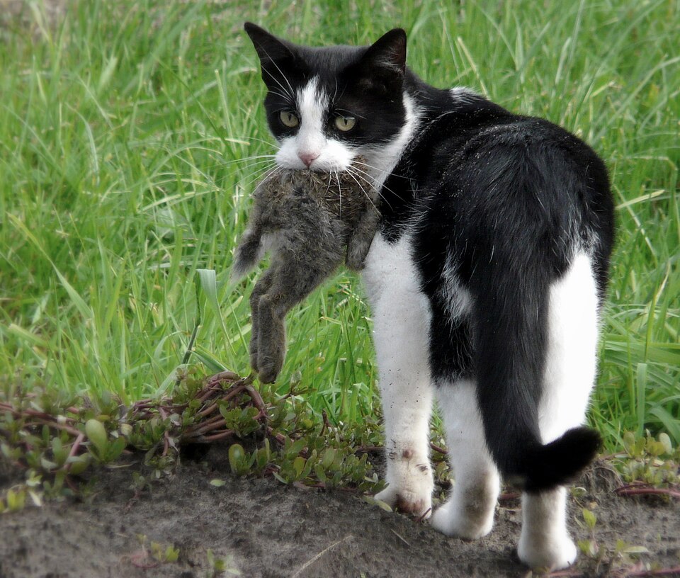 File:Cat eating a rabbit.jpeg