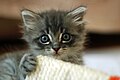 Kitten 7