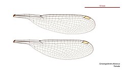 Female wings