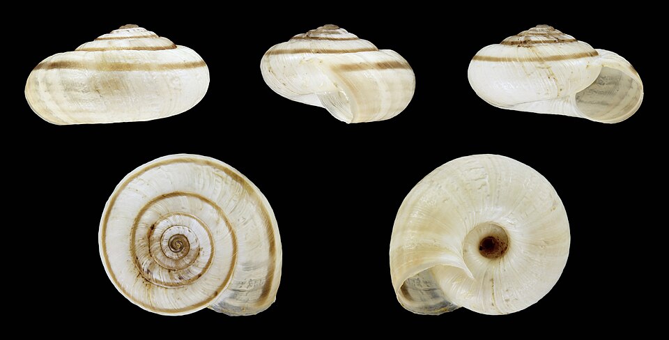 File:Helicella itala 01.JPG