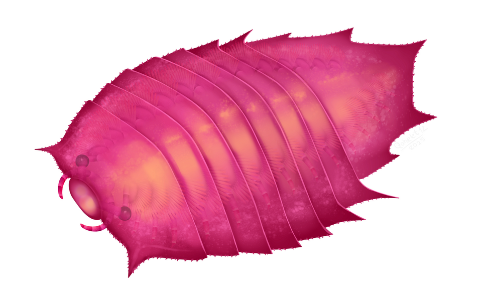 File:Helmetia.png