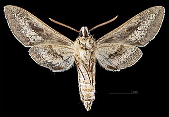 Male ventral view