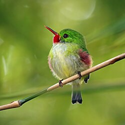 Jamaican tody Todus todus).jpg Jamaica