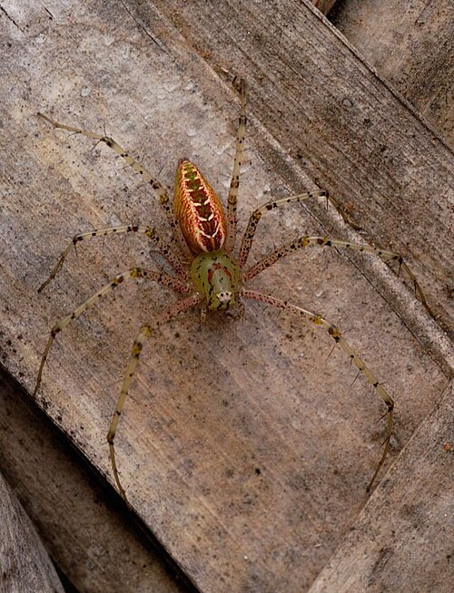 File:Lynx spid sal.jpg