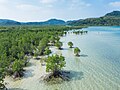 Image 20Mangrove forests (from Marine ecosystem)