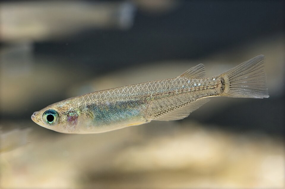 File:Oryzias latipes(Hamamatsu,Shizuoka,Japan,2007)-1.jpg