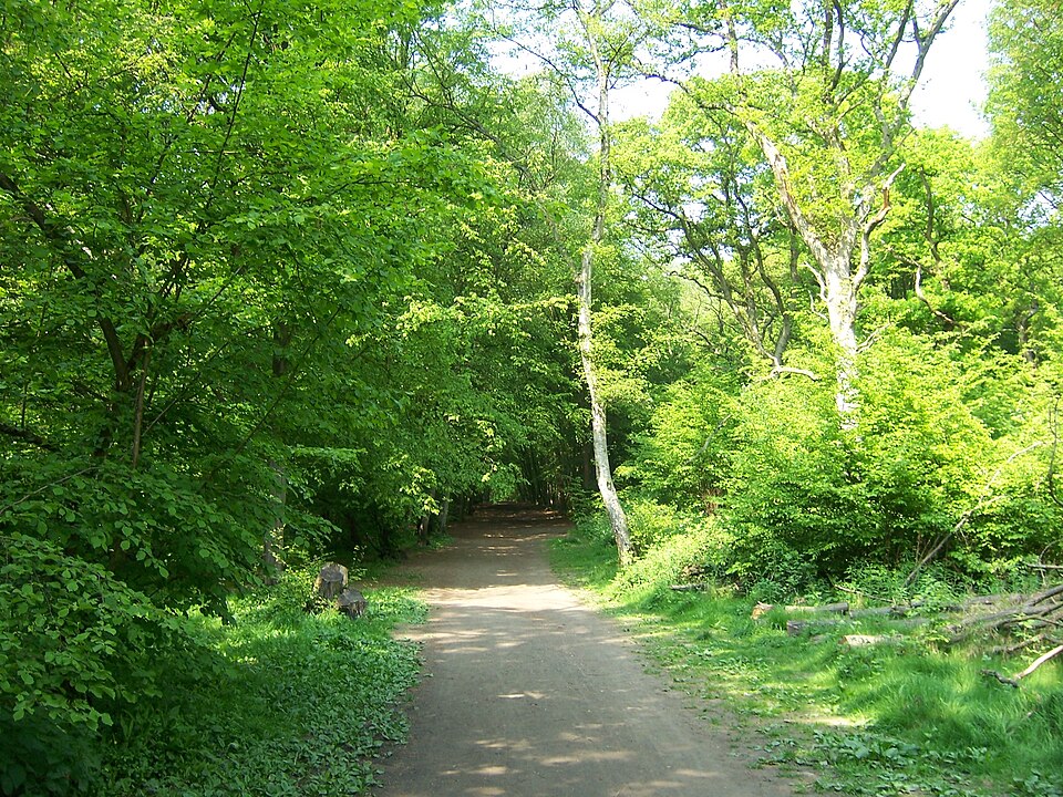 File:Pathway through Park Wood, Ruislip.JPG