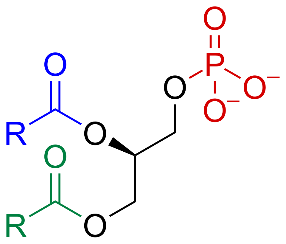 File:Phosphatidate skeletal.svg