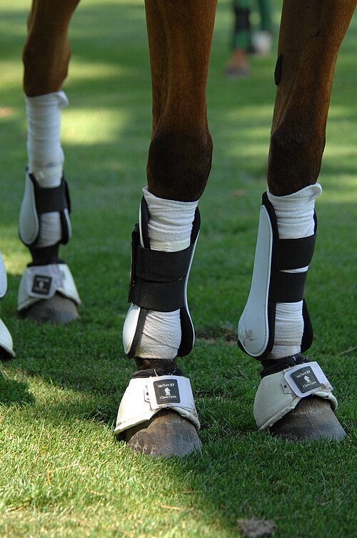 File:Polo horseleg protection.JPG