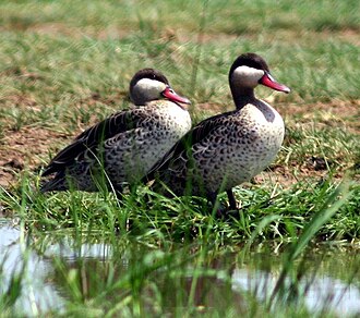 Red-billed duck Anas erythrorhyncha Tanzania