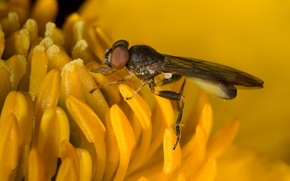 File:Sphegina montana Syrphidae.jpg