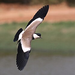 Spur-winged lapwing Vanellus spinosus The Gambia