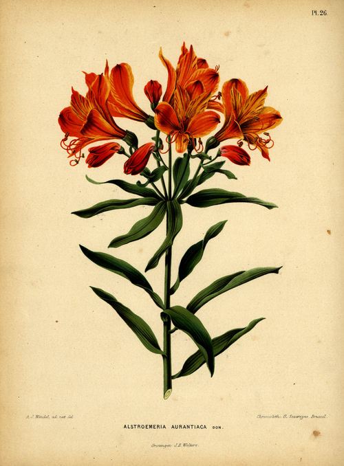 File:WitteHeinrichFlora1868-026-Alstroemeria aurea.png