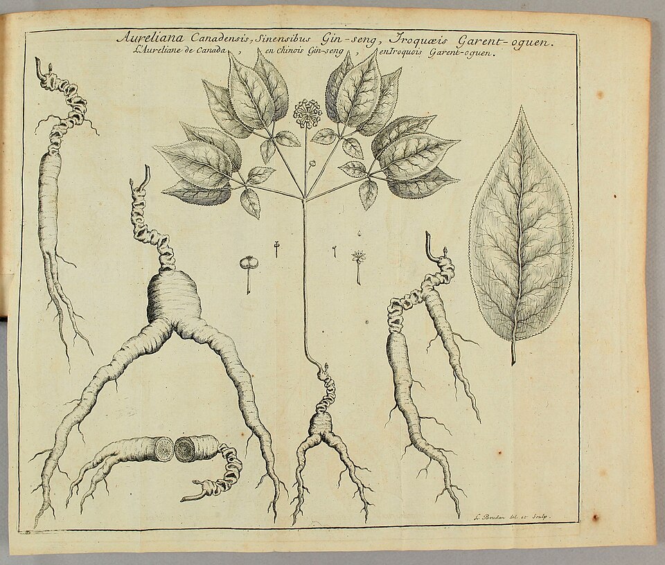 File:Aureliana canadensis Joseph-François Lafitau 1718.jpg