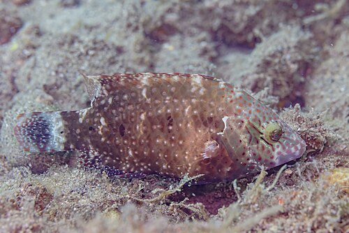 Cheek-lined wrasse