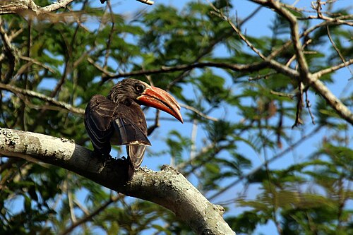 Crowned hornbill Tockus alboterminatus ♂ South Africa