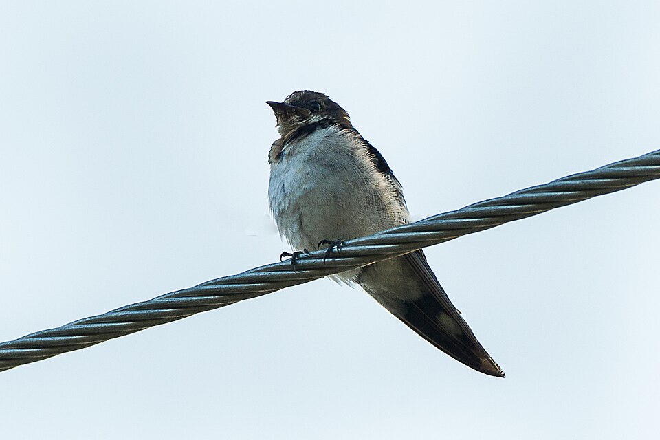 File:Ethiopian Swallow - Ghana S4E2764 (16978329422).jpg