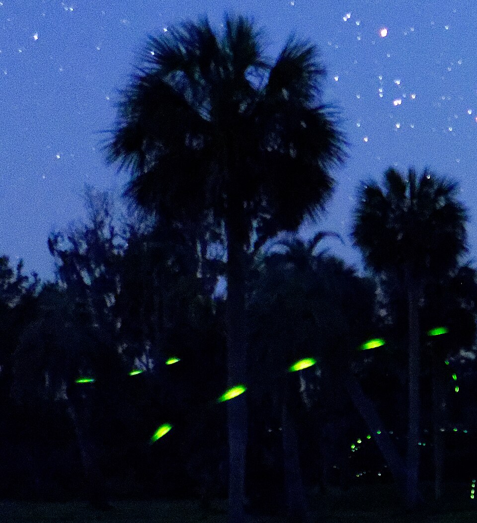 File:Fireflies, Georgia, US (detail).jpg