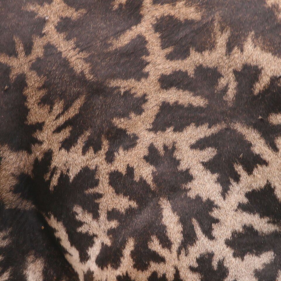 File:Giraffa camelopardalis tippelskirchi Fellzeichnung (square).JPG