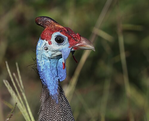 Helmeted guineafowl Numida meleagris Namibia