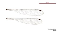 Female wings