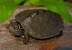 A specimen from Missouri