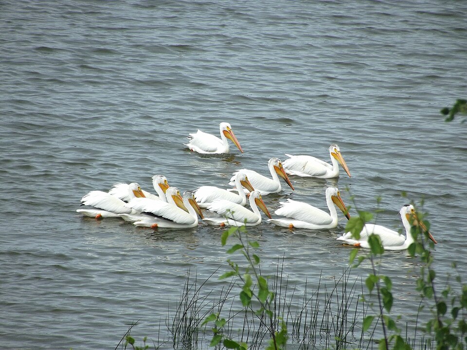 File:Pelican central.jpg