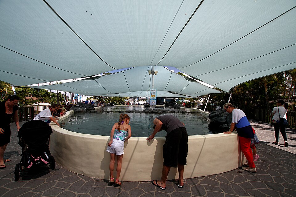 File:Ray Reef 2.jpg