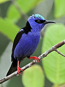 Red-legged honeycreeper Cyanerpes cyaneus carneipes ♂ Panama