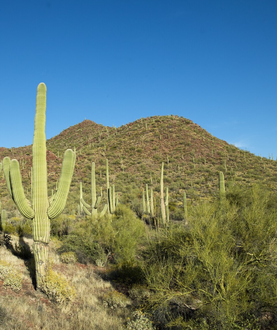 File:Saguaro Cactus near Tucson, Arizona LCCN2010630287.tif