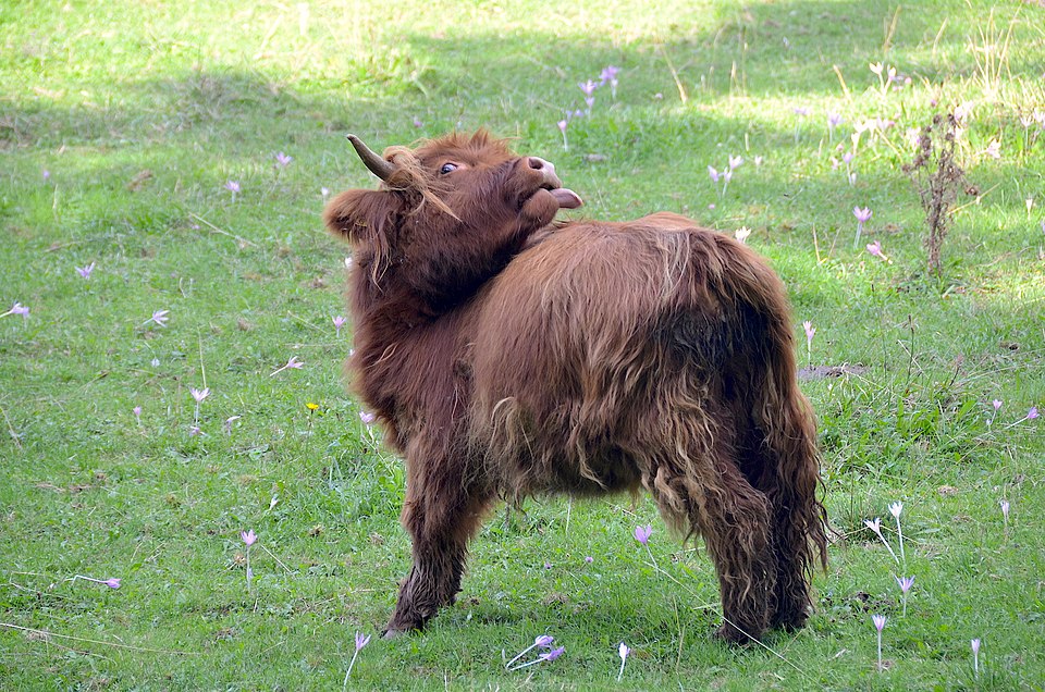 File:Schottisches Hochlandrind, Schwäbische Alb.jpg