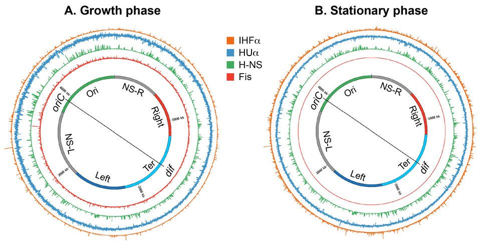 File:Subhash nucleoid 03.png