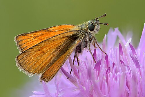 Small skipper, by Iifar
