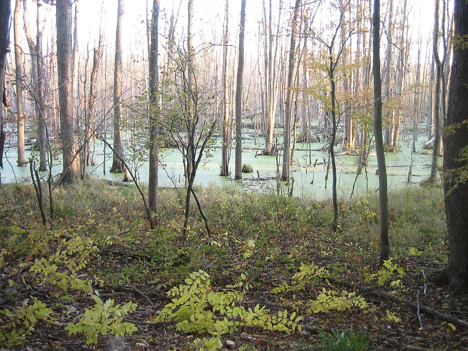 File:Wetlands swamp.jpg