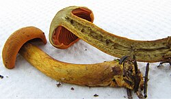 Cortinarius malicorius