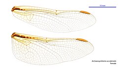 Female wings