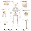 Classification of bones by shape