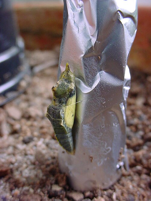 File:ChristianBauer Pieris rapae cocoon.jpg