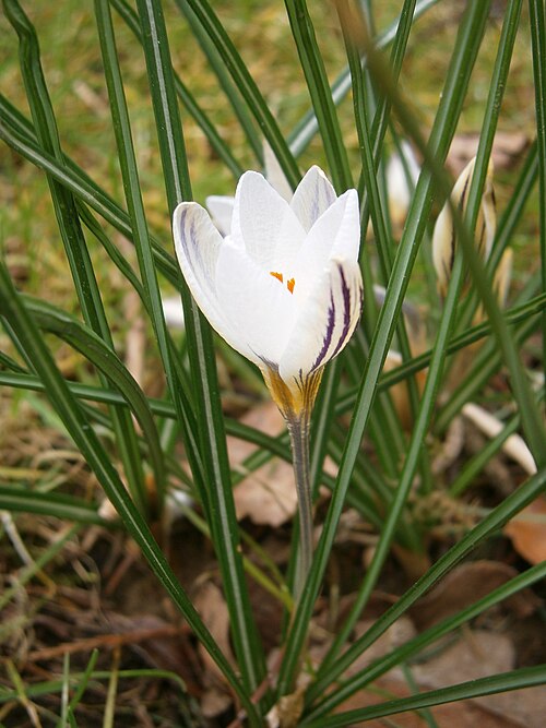 File:Crocus biflorus 05.jpg