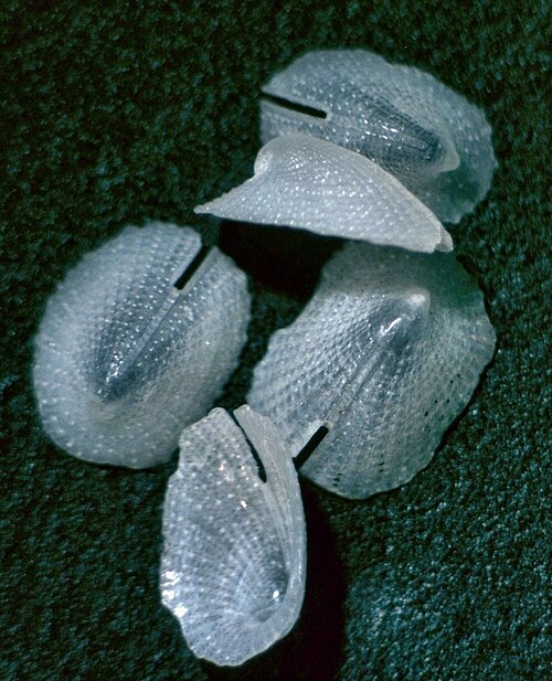 File:Emarginula solidula002.jpg