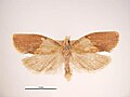 Male, dorsal view