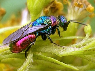 The Chrysididae, such as this Hedychrum rutilans, are known as cuckoo or jewel wasps for their parasitic behaviour and metallic iridescence.