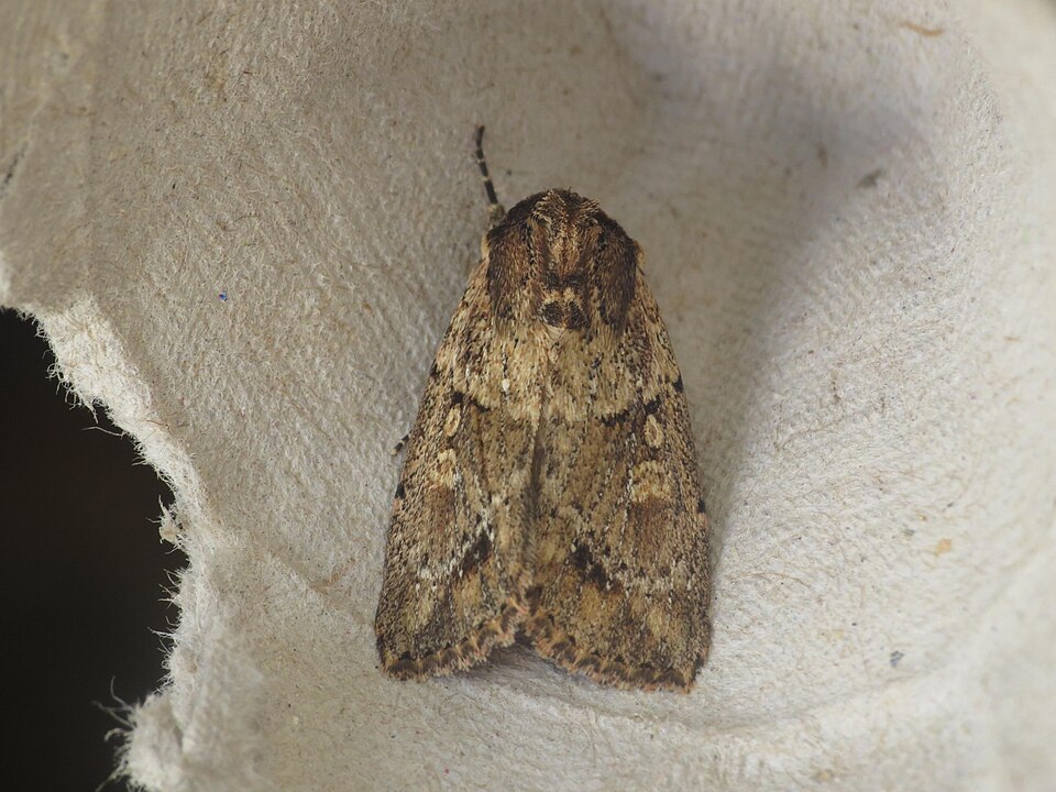 File:Mythimna reversa (15255488673).jpg