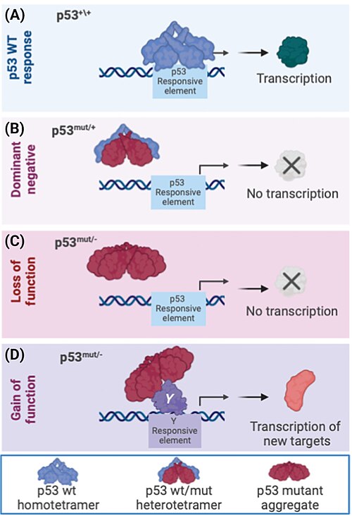 File:P53 mutant.jpg
