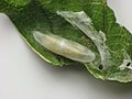 Phytodietus sp. pupa