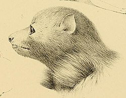 Drawing of bat head