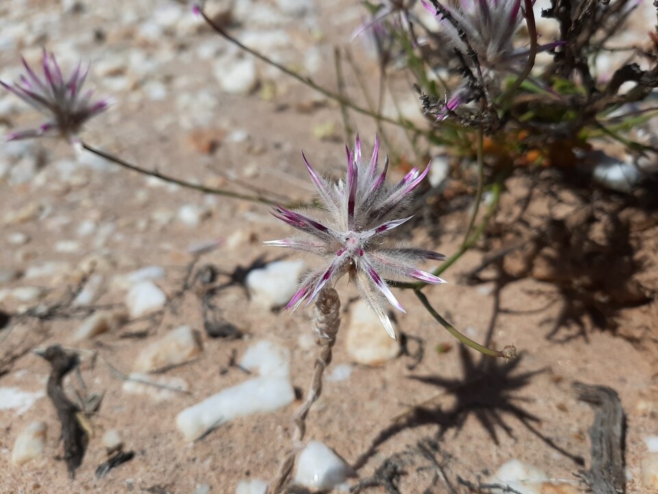 File:Ptilotus rigidus Hammer.jpg